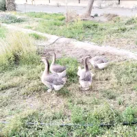 قو غاز|حیوانات مزرعه|زاهدان, |دیوار