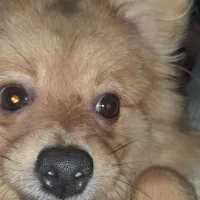 سگ پاممرین عروسکی