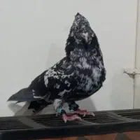 سرور دم سفید شعمک تخت بی عیب