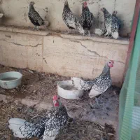 خروس سبرایت و خروس سلطان