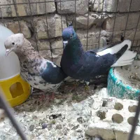 کبوتر|پرنده|کارون, |دیوار