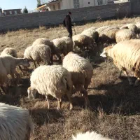 فروش 15 راس کوسفند جوان