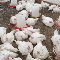 مرغ گوشتی ارگانیک|حیوانات مزرعه|زرگرشهر, |دیوار