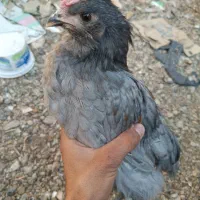 جوجه آراکانا و لاکنزی تخم آبی|حیوانات مزرعه|مشهد, طرق|دیوار