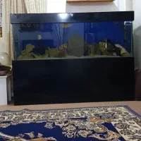 اکواریوم|ماهی|بهبهان, |دیوار