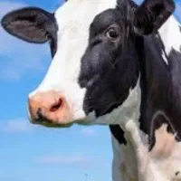 فروش-گاوداری-شیری-با-کل-امکانات