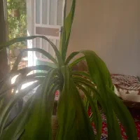 گل ذرتی|گل و گیاه طبیعی|شیراز, دارالرحمه|دیوار