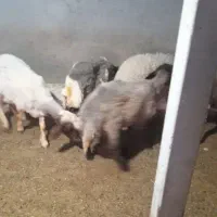 ۲۵ راس بره نر درجه یک
