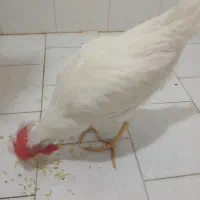 خروس