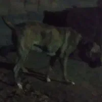 ماده افغان