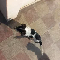 سگ ماده|سگ|گرگان, |دیوار