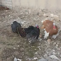 بوقلمون 3عدد