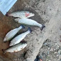 باغ پرورش ماهی