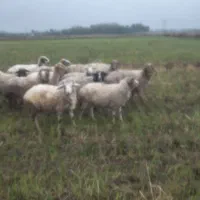 سلام گوسفند شگم دار سنگین|حیوانات مزرعه|رضوانشهر, |دیوار