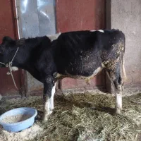 فروش گوساله