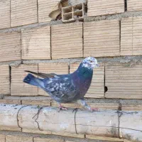 ۱۰ عدد کفتر پرشی|پرنده|مشکین‌دشت, |دیوار