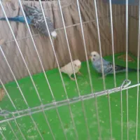 مرغ عشق به شرط بالغ