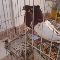 کبوتر|پرنده|قزوین, |دیوار