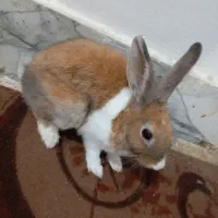 خرگوش