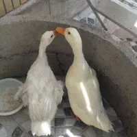 حیوانات مزرعه