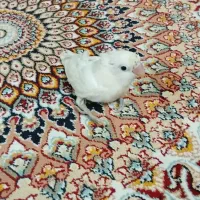 پرنده زخمی
