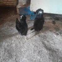 مرغ لهستانی