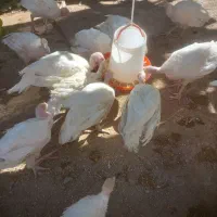 نیمه بوقلمون بیوتی
