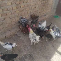 مرغ وخروس گلین وبز اوست|حیوانات مزرعه|کرمان, |دیوار