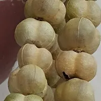 اسپند خشک وخوشبو|گل مصنوعی|بجنورد, |دیوار