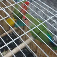 یک جفت طوطی سرحال زرنگ|پرنده|گلستان (تهران), |دیوار