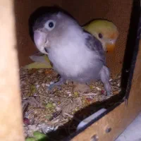 طوطی برزیلی با جوجه