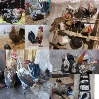 جوجه لری جنگلی پروازی قلم سبز اصیل