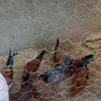 مرغ و خروس|حیوانات مزرعه|آبدان, |دیوار
