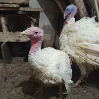 بوغلمون|حیوانات مزرعه|مشهد, شهید قربانی|دیوار