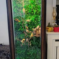 مجموعه ای از فنج های مولد|پرنده|الوند, |دیوار