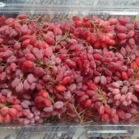 زرشک درجه یک