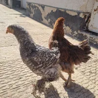 برهما|حیوانات مزرعه|محمدشهر, جعفرآباد|دیوار