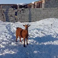 بزسانن|حیوانات مزرعه|فاروج, |دیوار