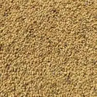 بذر یونجه درجه یک