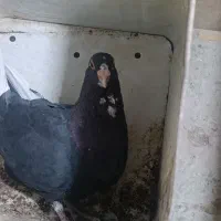 پلنگ