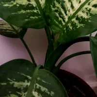 انواع گل ها|گل مصنوعی|اردبیل, |دیوار