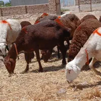 هشت راس شاه میش زاییده