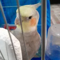 عروس هلندی|پرنده|رباط‌کریم, شترخوار|دیوار