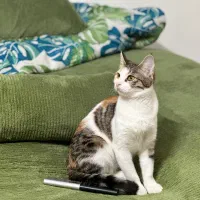 گربه چهار ماهه واکسن خورده|گربه|شاهرود, |دیوار