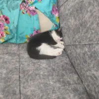 بچه گربه|گربه|تهران, دریا|دیوار