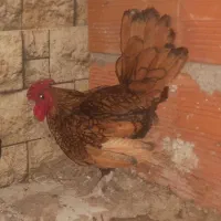 خروس سیبرایت پاکوتاه