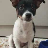 واگذاری جکراسل ماده