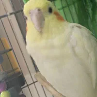 عروس هلندی جفت نر و ماده