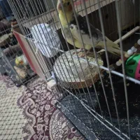 طوطی عروس مولد