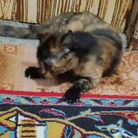 بچه گربه گمشده|حیوانات|خمینی‌شهر, |دیوار